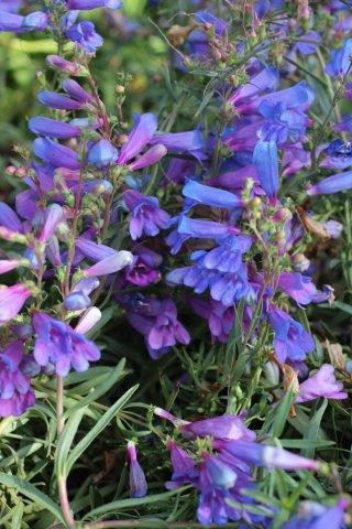 Penstemon heterophyllus 'Margarita BOP' Devil Mountain Wholesale Nursery